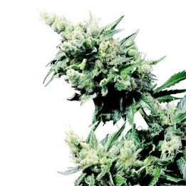  Hash Plant Regular 【Sensi Seeds】