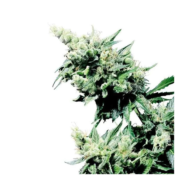 Hash Plant Regular Sensi Seeds