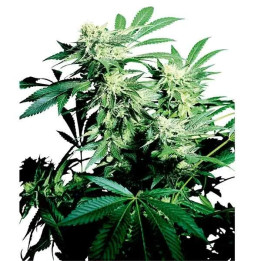  Skunk Kush Regular 【Sensi Seeds】