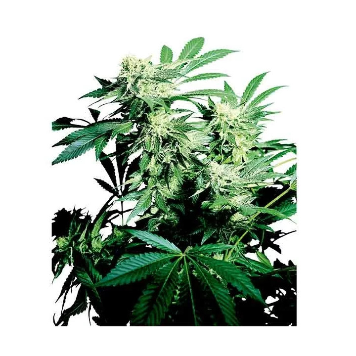 Skunk Kush Regular Sensi Seeds