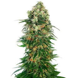 Shiva Skunk Regular