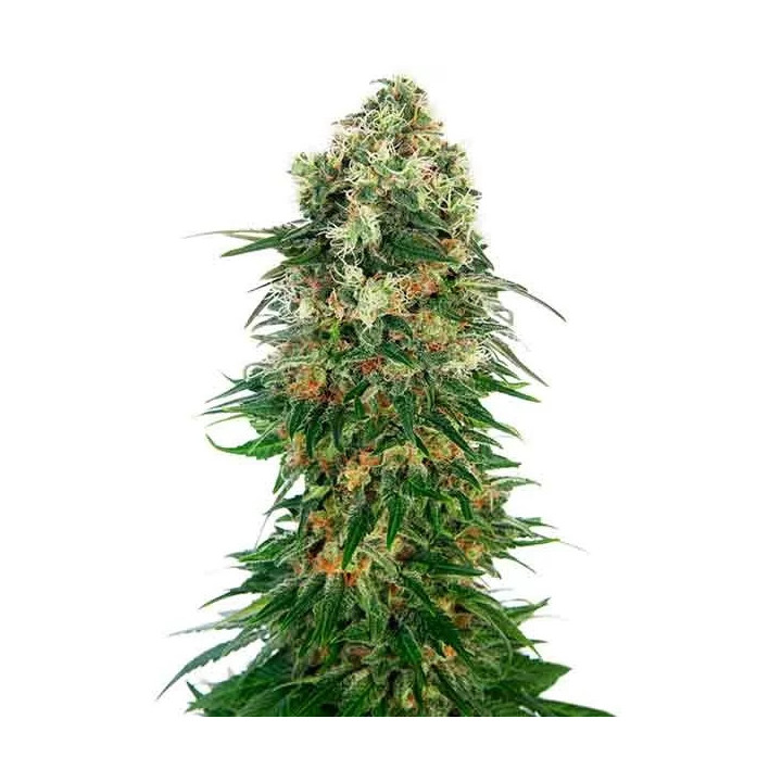 Shivan Skunk Regular Sensi Seeds