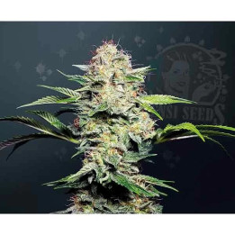  Sensi Skunk Regular 【Sensi Seeds】