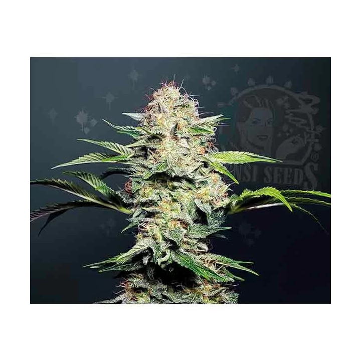 Sensi Skunk Regular Sensi Seeds