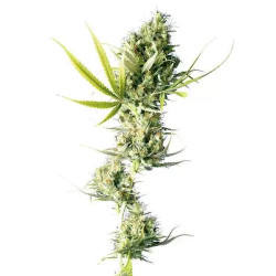 DURBAN REGULAR