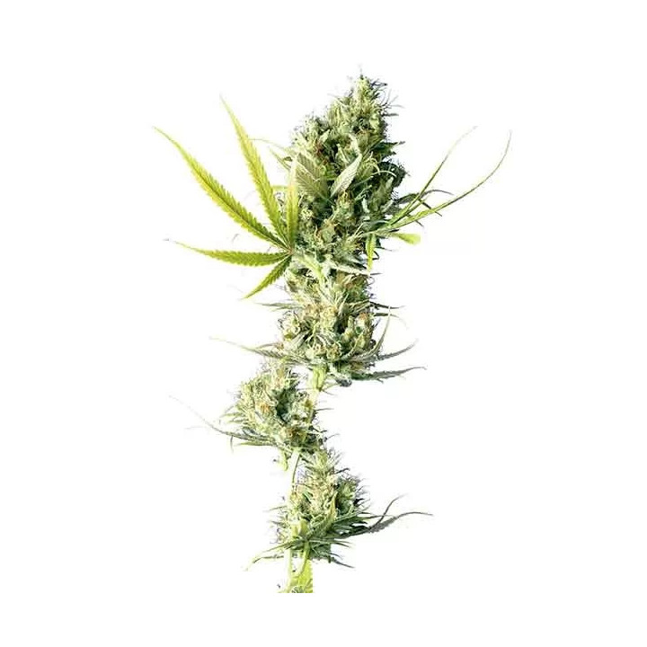 Durban Regular Sensi Seeds