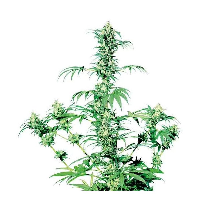 Early Girl Regular Sensi Seeds