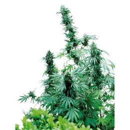  Early Skunk Regular 【Sensi Seeds】
