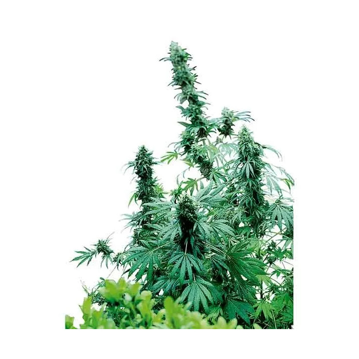 Early Skunk Regular Sensi Seeds