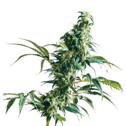 MEXICAN SATIVA REGULAR