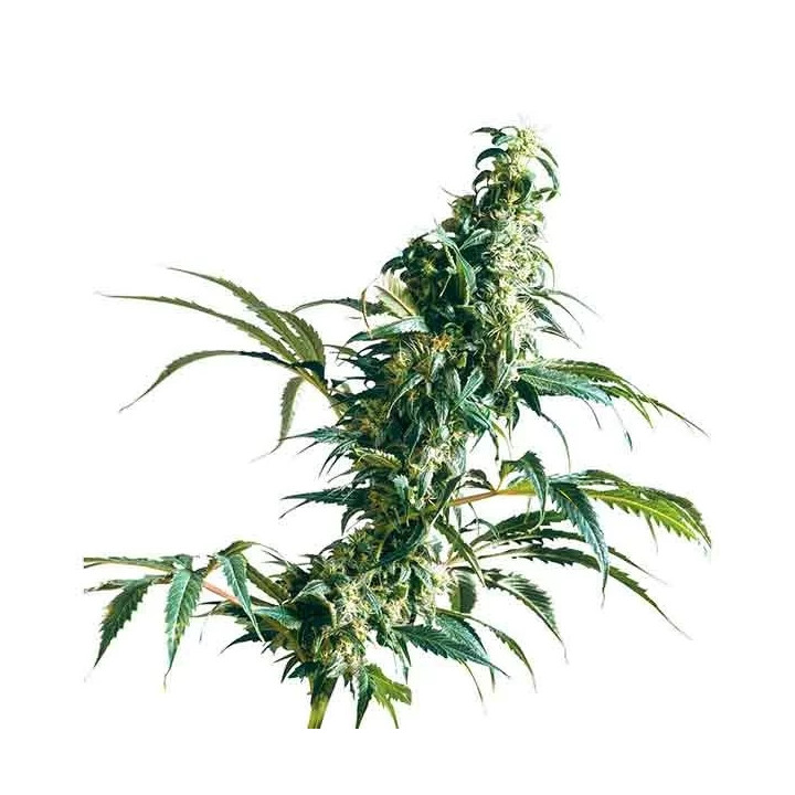 Mexican Sativa Regular Sensi Seeds