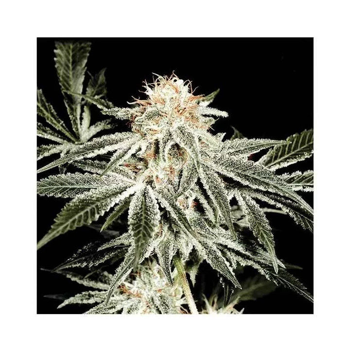 White Widow Feminizada Green House Seeds