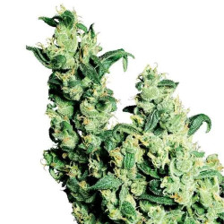 Jack Herer Regular