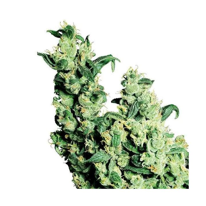 Jack Herer Regular Sensi Seeds