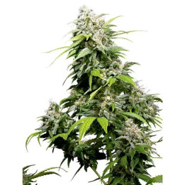  California Indica Regular 【Sensi Seeds】