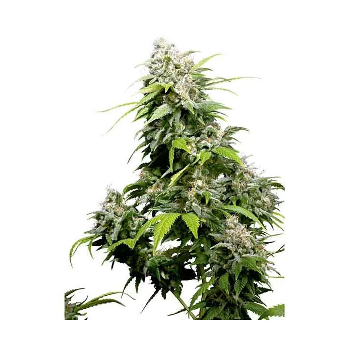  California Indica Regular 【Sensi Seeds】