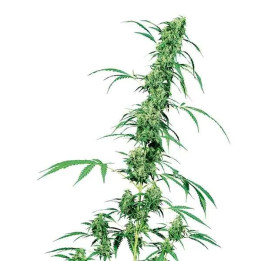  Fruity Juice Regular 【Sensi Seeds】