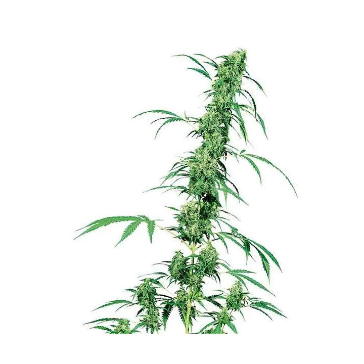 Fruity Juice Regular Sensi Seeds