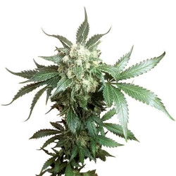 BLACK DOMINA REGULAR