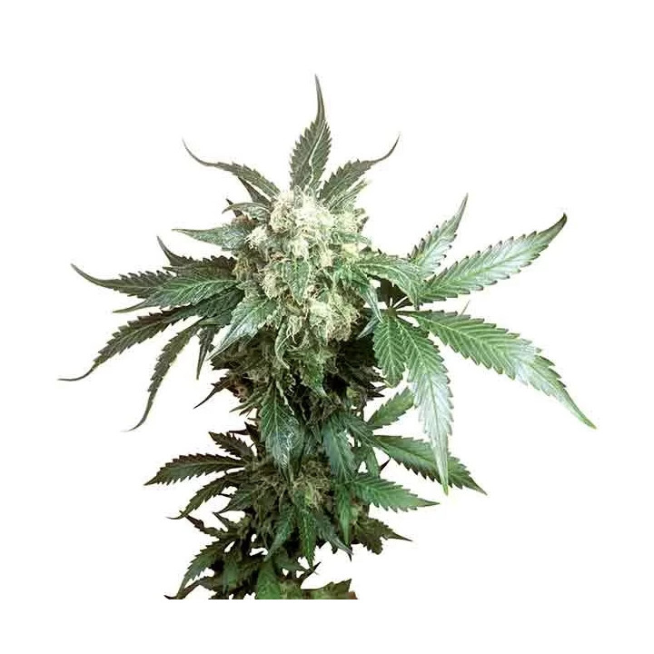 Black Domina Regular Sensi Seeds