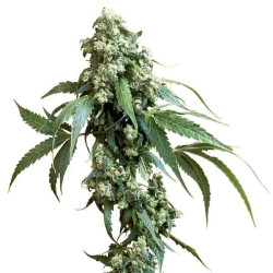 Jack Flash Regular