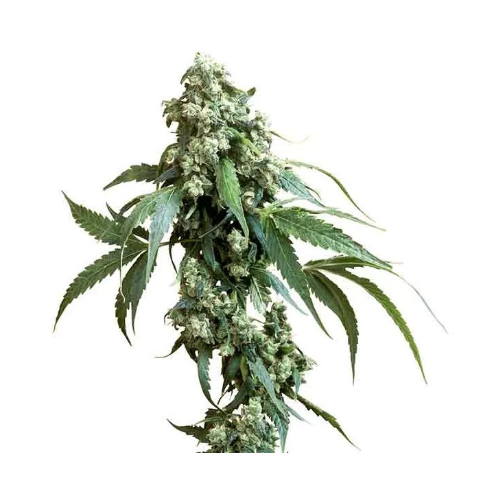 Jack Flash Regular Sensi Seeds