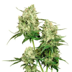 Maple Leaf Indica Regular