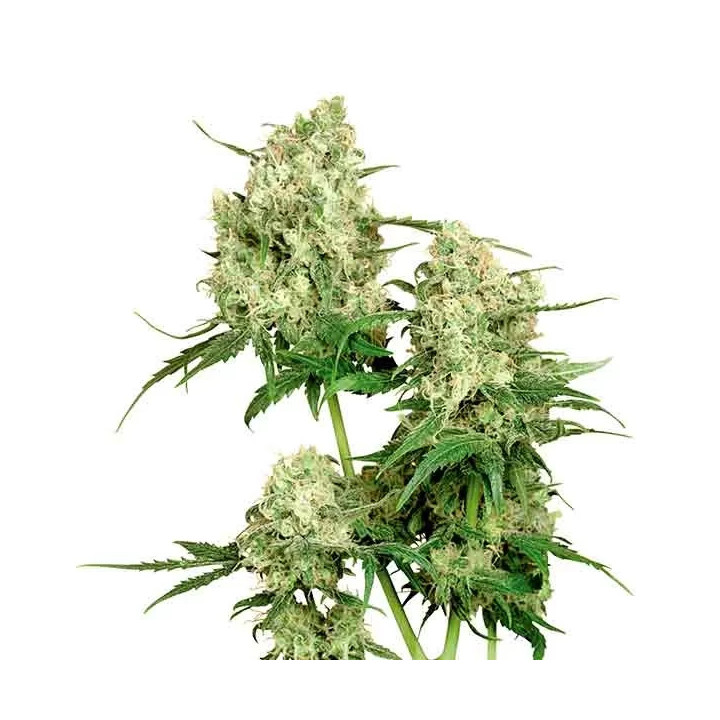 Maple Leaf Indica Regular Sensi Seeds