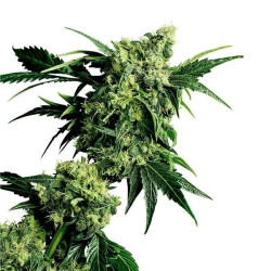 MR NICE G13 x HASHPLANT REGULAR