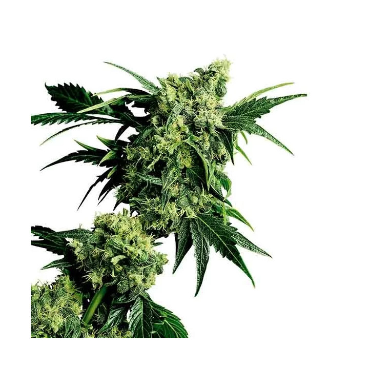  Mr Nice G13 x Hashplant Regular 【Sensi Seeds】