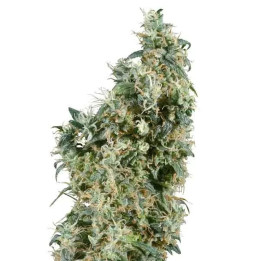  First Lady Regular 【Sensi Seeds】