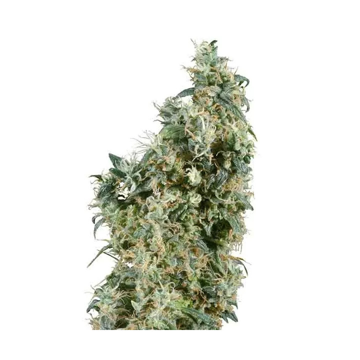  First Lady Regular 【Sensi Seeds】