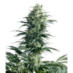 MOTHERS FINEST REGULAR
