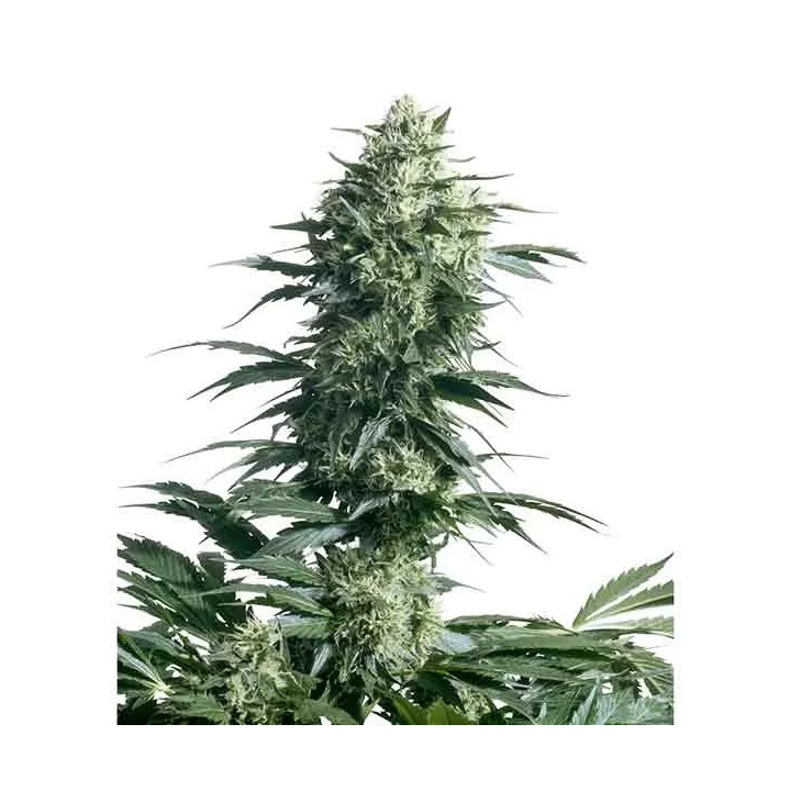  Mother's Finest Regular 【Sensi Seeds】