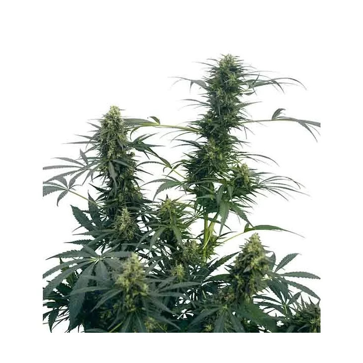 Guerrilla's Gusto Regular Sensi Seeds