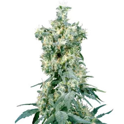 American Dream Regular