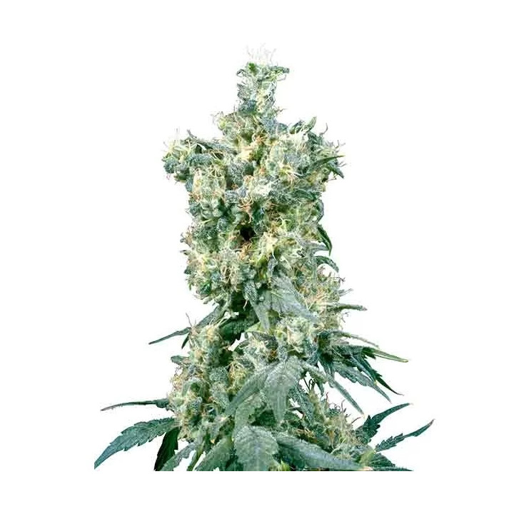 American Dream Regular Sensi Seeds