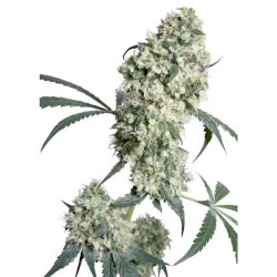 Ed Rosenthal Super Bud Regular