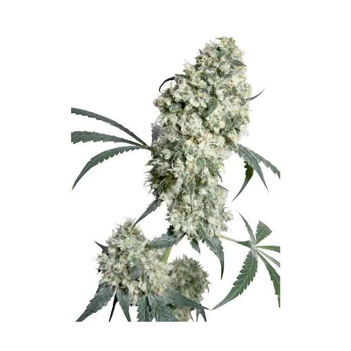 Ed Rosenthal Super Bud Regular Sensi Seeds
