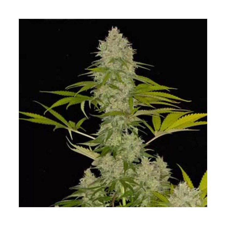 Power Kush FeminizadaDinafem