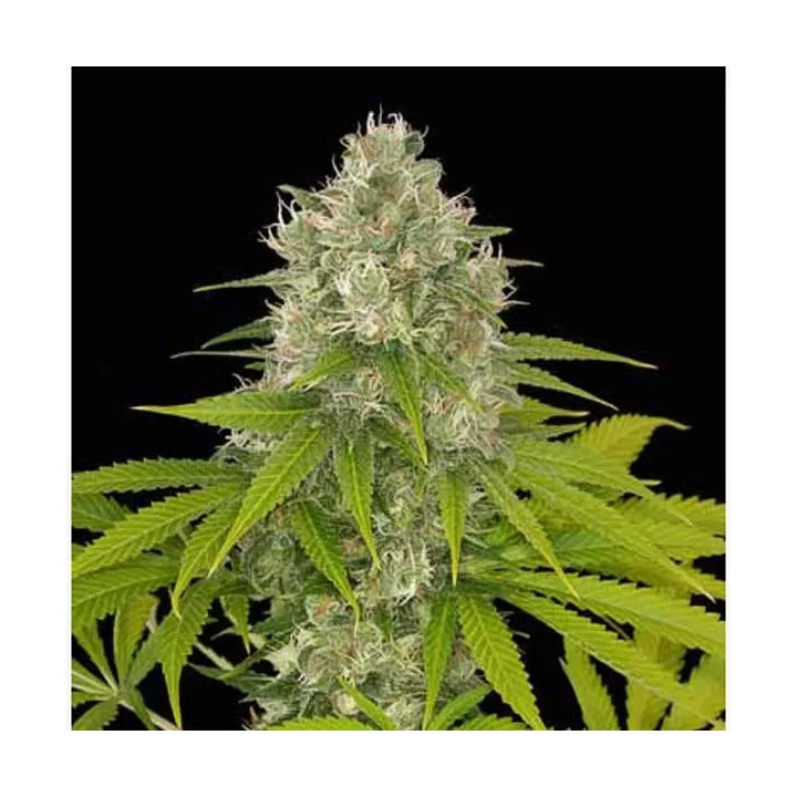 Power Kush FeminizadaDinafem