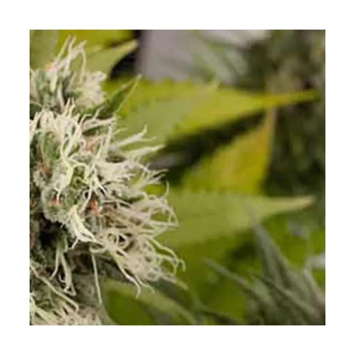 Power Kush FeminizadaDinafem