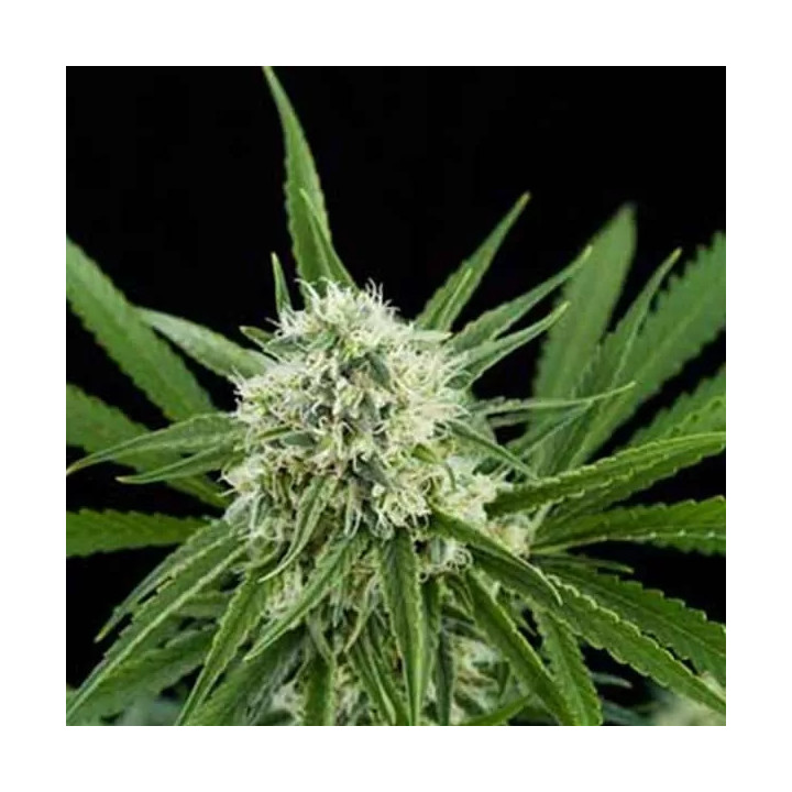 Critical + FeminizadaDinafem