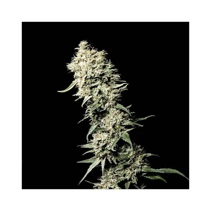White Rhino Feminizada Green House Seeds