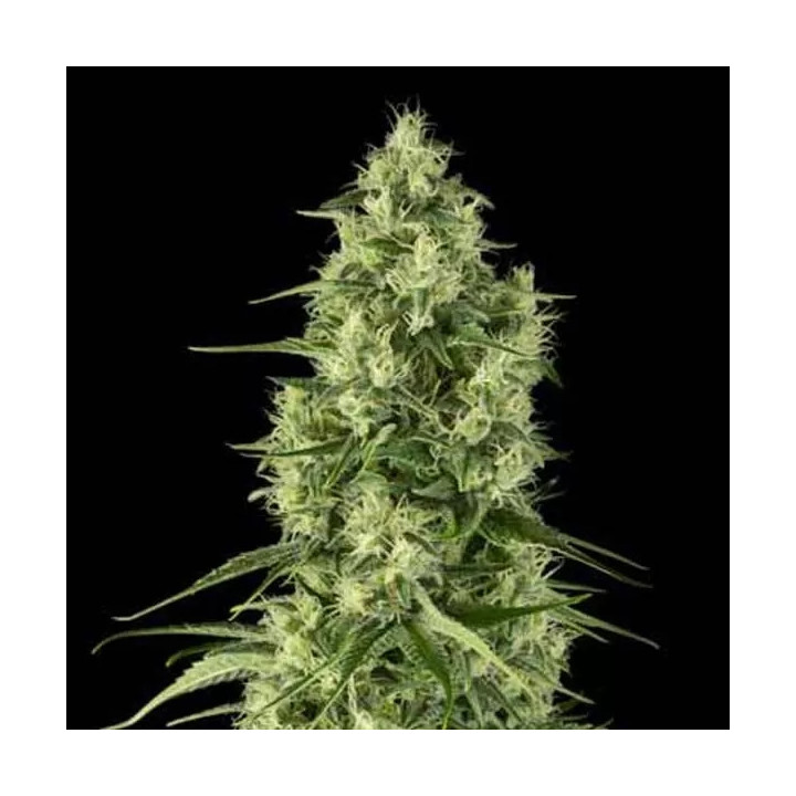  Santa Sativa Feminizada 【Dinafem】