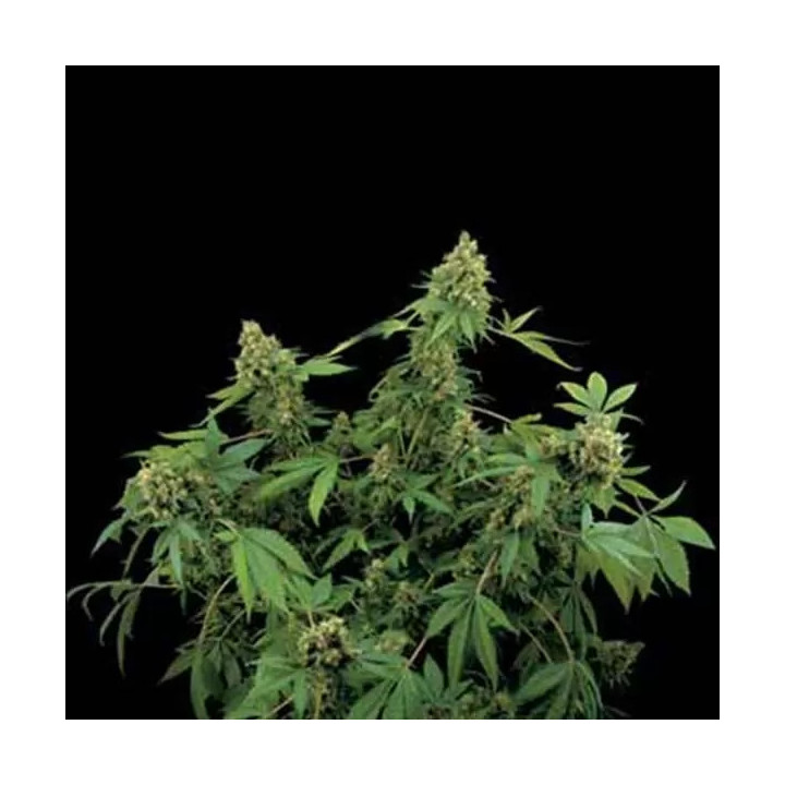  Santa Sativa Feminizada 【Dinafem】