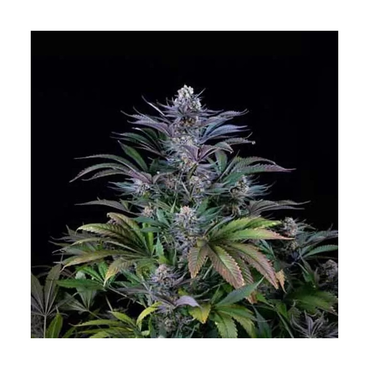  Super Silver Feminizada 【Dinafem】