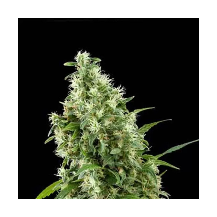  Super Silver Feminizada 【Dinafem】