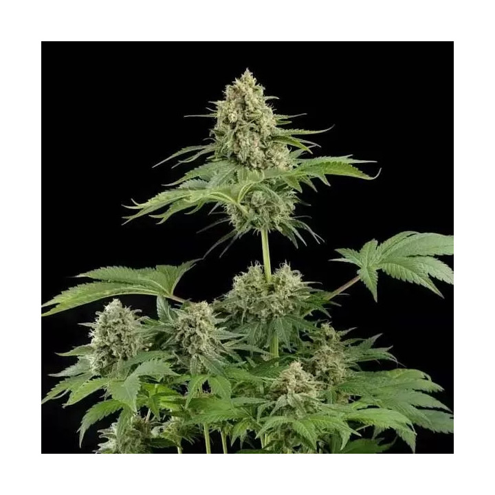 Moby Dick FeminizadaDinafem