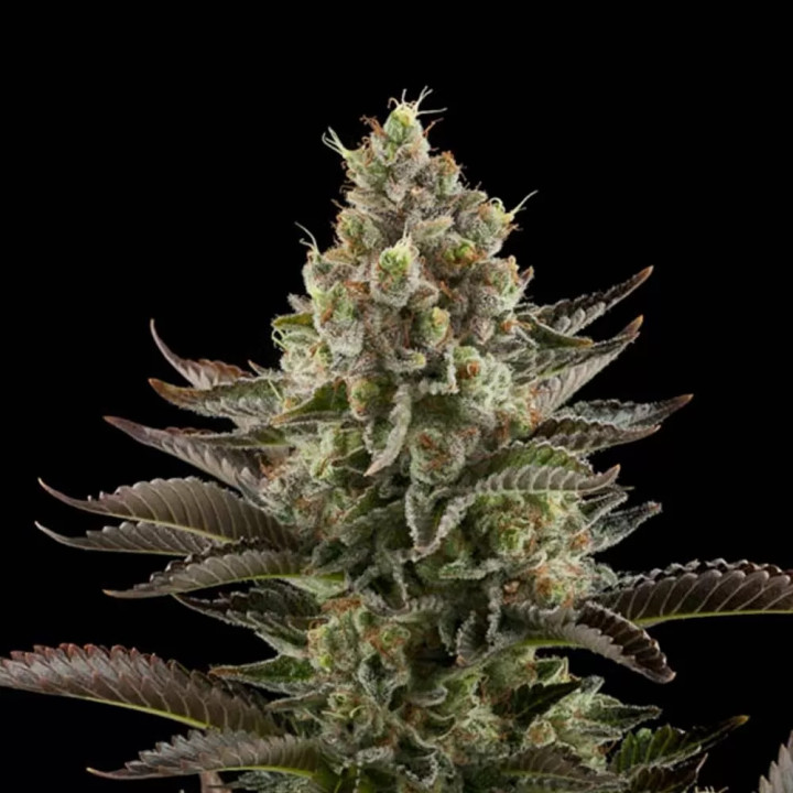 White Widow FeminizadaDinafem